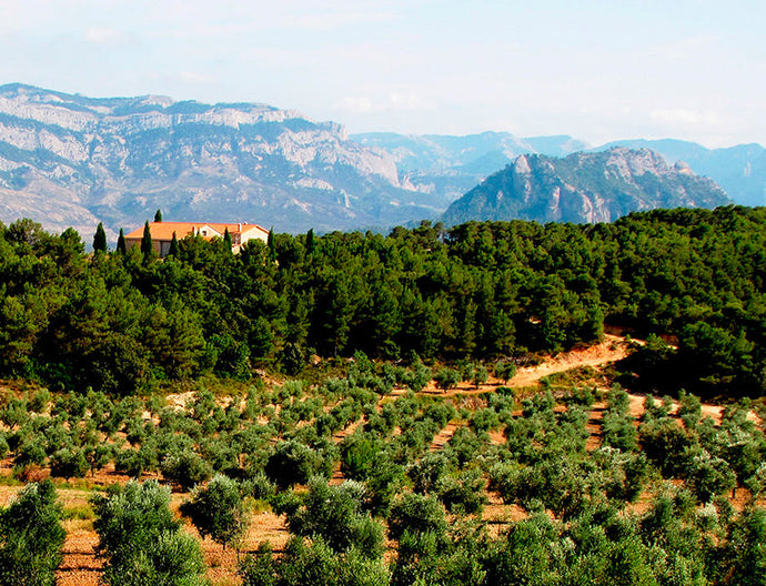 July news about olive oil