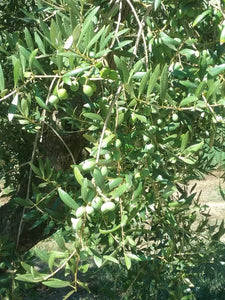 Organic september with olives groves
