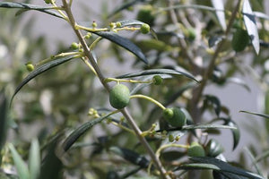 Picual Olive Oil Benefits